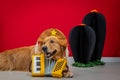 Beautiful closeup portrait of a golden retriever dressed like a captain