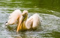 Beautiful closeup portrait of a great white pelican landing in the water, common aquatic bird specie from Eurasia