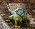 Beautiful closeup portrait of a green american iguana, popular tropical lizard from America Royalty Free Stock Photo