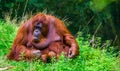 Beautiful closeup portrait of a northwest bornean orangutan, critically endangered primate specie from borneo