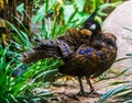 Beautiful closeup portrait of a palawan peacock, colorful pheasant specie from the palawan island