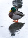 A beautiful closeup portrait photograph of a wild mallard duck standing on ice on a frozen pond in rural Wisconsin with reflection Royalty Free Stock Photo