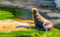 Beautiful closeup portrait of a sea lion sitting at the water side, Eared seal specie, Marine life animals Royalty Free Stock Photo