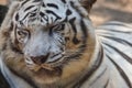 Beautiful closeup portrait of a sleeping white tiger Royalty Free Stock Photo