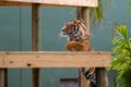 Beautiful closeup portrait of the Sumatran Tiger climbing on a wooden stand in Adelaide zoo