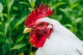 Beautiful closeup portrait of white cock on home farm. Housekeeping organic agriculture concept.Rooster with red scallop Royalty Free Stock Photo