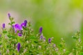 Beautiful closeup of purple colored campanula bellflower