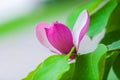 Purple magnolia flower on branch Royalty Free Stock Photo