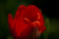 A beautiful macro red tulip Royalty Free Stock Photo