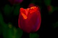 A beautiful macro red tulip Royalty Free Stock Photo