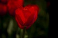 A beautiful macro red tulip Royalty Free Stock Photo