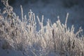 Beautiful closeup with rime crystals on grass in the autumn morning Royalty Free Stock Photo