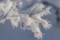 Beautiful closeup with rime crystals on plants in the winter morning Royalty Free Stock Photo