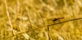 Beautiful closeup of a ruddy darter sitting on a blade of grass, fire red dragonfly, common insect specie from Europe Royalty Free Stock Photo