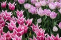 Beautiful closeup scene of bright pink and purple tulips with petals open, all tucked into greenery of spring garden Royalty Free Stock Photo