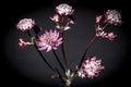 Beautiful closeup shot of Astrantia plant.