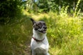 Beautiful closeup shot of Australian Cattle Dog sitting in grassy meadow on sunny summer day Royalty Free Stock Photo