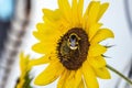 Beautiful closeup shot of a bee collecting nectar from a sunflower Royalty Free Stock Photo