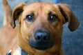 Beautiful closeup shot of a black mouth cur with cute eyes with hanging ears