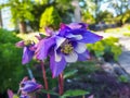 Beautiful closeup shot of blue, purple and white columbine in bloom with green summer garden background Royalty Free Stock Photo