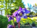 Beautiful closeup shot of blue, purple and white columbine in bloom with green summer garden background Royalty Free Stock Photo