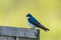 Beautiful closeup shot of a blue tree swallow bird Royalty Free Stock Photo