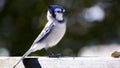 Closeup of a Bluejay Bird on top of a fence