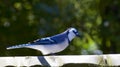 Closeup of a Bluejay Bird on top of a fence