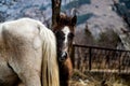 Beautiful closeup shot of a brown horse face near another white horse Royalty Free Stock Photo