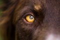 Beautiful closeup shot of a dark brown furry dogs yellow eye