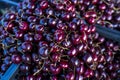 Beautiful closeup shot of dark red cherries in a pile Royalty Free Stock Photo