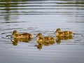 Beautiful closeup shot of a duck family swimming in a lake Royalty Free Stock Photo