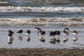 Beautiful closeup shot of a flock of black and white birds standing on the ocean shore Royalty Free Stock Photo