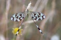 Beautiful closeup shot of a flying Nemoptera coa