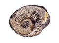 A fossil imprint Royalty Free Stock Photo