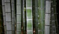 Beautiful closeup shot of fresh tall bamboo branches growing Royalty Free Stock Photo