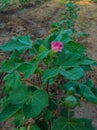 Beautiful Closeup Shot Of Indian Village Farm In BT Cotton Flowers Plant Royalty Free Stock Photo