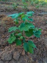 Beautiful Closeup Shot Of Indian Village Farm In BT Cotton Flowers Plant Royalty Free Stock Photo