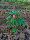 Beautiful Closeup Shot Of Indian Village Farm In BT Cotton Flowers Plant Royalty Free Stock Photo