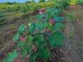 Beautiful Closeup Shot Of Indian Village Farm In BT Cotton Flowers Plant Royalty Free Stock Photo