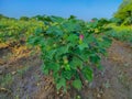 Beautiful Closeup Shot Of Indian Village Farm In BT Cotton Flowers Plant Royalty Free Stock Photo