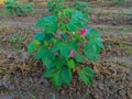 Beautiful Closeup Shot Of Indian Village Farm In BT Cotton Flowers Plant Royalty Free Stock Photo