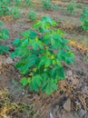 Beautiful Closeup Shot Of Indian Village Farm In BT Cotton Flowers Plant Royalty Free Stock Photo