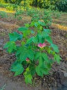 Beautiful Closeup Shot Of Indian Village Farm In BT Cotton Flowers Plant Royalty Free Stock Photo