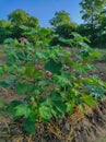 Beautiful Closeup Shot Of Indian Village Farm In BT Cotton Flowers Plant Royalty Free Stock Photo