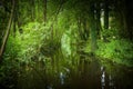 Beautiful closeup shot of a lake in Kralingse Bos Park in Rotterdam, The Netherlands Royalty Free Stock Photo