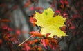 Beautiful closeup shot of a lonely yellow green maple leaf on a red branch Royalty Free Stock Photo