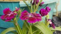 A beautiful closeup shot of a magenta pink flower.