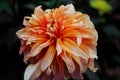 Beautiful closeup shot of an orange Dahlia Autumn Fairy flower with a blurry background Royalty Free Stock Photo