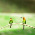 A beautiful closeup shot of pair of Chestnut-headed bee-eater sitting on a branch.